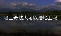 哈士奇幼犬可以睡地上嗎視頻？哈士奇睡在地上不會著涼吧