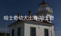 哈士奇幼犬出售(哈士奇哪里有出售)