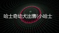 哈士奇幼犬出售(小哈士奇出售)