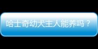 哈士奇幼犬主人能養(yǎng)嗎？哈士奇照顧小主人