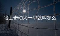 哈士奇幼犬一早就叫怎么回事(哈士奇一大早就叫怎么辦)