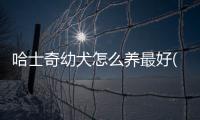 哈士奇幼犬怎么養(yǎng)最好(哈士奇幼犬怎么喂)
