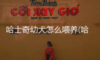 哈士奇幼犬怎么喂養(yǎng)(哈士奇幼犬怎么訓(xùn)練)