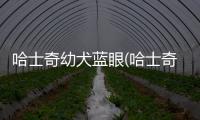 哈士奇幼犬藍眼(哈士奇腿毛發黃)