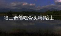 哈士奇能吃骨頭嗎(哈士奇能吃羊骨頭嗎)