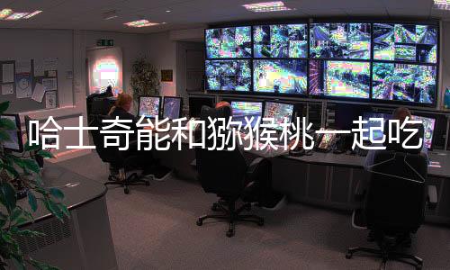 哈士奇能和獼猴桃一起吃嗎會(huì)中毒嗎？哈士奇能和什么狗配