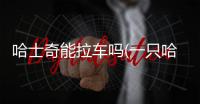 哈士奇能拉車嗎(一只哈士奇能拉雪橇)
