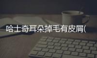 哈士奇耳朵掉毛有皮屑(哈士奇耳朵什么時候豎起來)