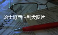 哈士奇西伯利犬圖片  哈士奇西伯利亞雪橇犬