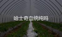 哈士奇血統純嗎