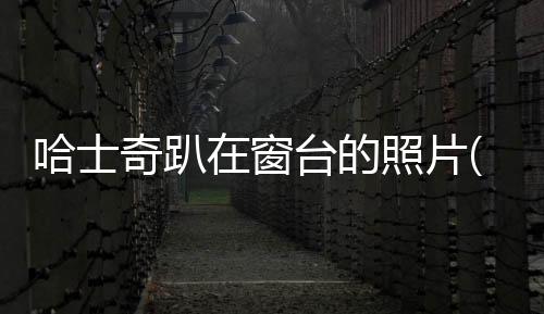 哈士奇趴在窗臺的照片(小哈士奇躺在臺階上)