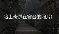 哈士奇趴在窗臺的照片(小哈士奇躺在臺階上)