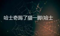 哈士奇踢了貓一腳(哈士奇咬貓頭)