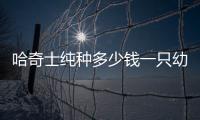 哈奇士純種多少錢一只幼犬  哈奇士純種多少錢一只啊