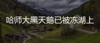 哈師大黑天鵝已被凍湖上兩天，往屆學生：每年都會被凍住，習慣了