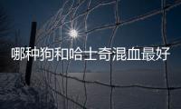 哪種狗和哈士奇混血最好養？哪種狗和哈士奇混血最好看