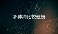 哪種狗比較健康