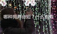 哪種狗壽命短？什么狗壽命長而且非常乖巧