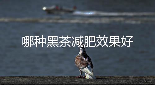 哪種黑茶減肥效果好