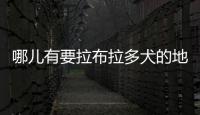 哪兒有要拉布拉多犬的地方？拉布拉多犬去哪里買