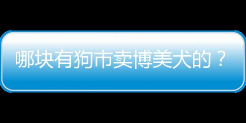 哪塊有狗市賣博美犬的？哪個地方有賣博美狗的