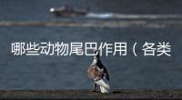哪些動物尾巴作用（各類動物尾巴的作用）