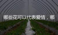 哪些花可以代表愛情，哪些花代表著愛情