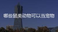 哪些鼠類動物可以當寵物養？ 寵物鼠怎么養