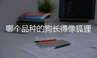 哪個品種的狗長得像狐貍？ 長得像狐貍的狗是什么狗