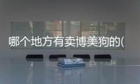 哪個地方有賣博美狗的(哪里有賣博美犬的寵物店)