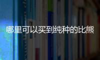 哪里可以買到純種的比熊犬？ 比熊犬在哪里買要好