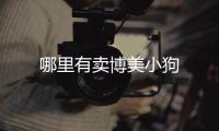 哪里有賣博美小狗