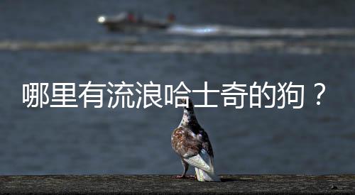 哪里有流浪哈士奇的狗？流浪狗在哪流浪