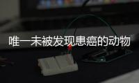 唯一未被發現患癌的動物！這種奇丑無比的小家伙，究竟有何能力？