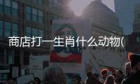 商店打一生肖什么動物(動物食品商店教案)