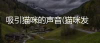 吸引貓咪的聲音(貓咪發出咕嚕咕嚕的聲音)