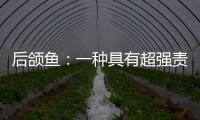 后頜魚：一種具有超強責任心的網紅魚（模范父親）