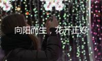 向陽而生，花開正好