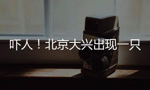 嚇人！北京大興出現(xiàn)一只一米長巨型蜥蜴
