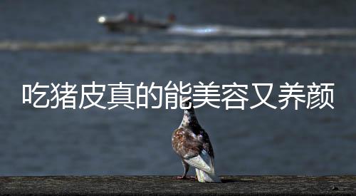 吃豬皮真的能美容又養顏嗎
