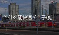 吃什么能快速長個子(狗狗吃什么不長個子)