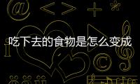 吃下去的食物是怎么變成肥肉的