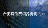 合肥有免費領(lǐng)養(yǎng)狗狗的地方嗎？合肥免費領(lǐng)養(yǎng)寵物