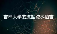 吉林大學的抗鹽堿水稻吉大6號吉大7號吉大158號推廣面積800余萬畝