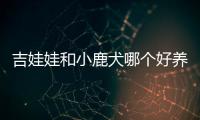 吉娃娃和小鹿犬哪個好養(yǎng)？ 吉娃娃和小鹿犬哪個好養(yǎng)