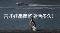 吉娃娃串串狗能活多久(吉娃娃和泰迪的串串狗)