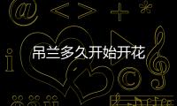 吊蘭多久開始開花