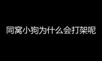 同窩小狗為什么會(huì)打架呢？為什么一窩狗會(huì)互相咬