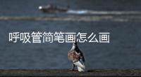 呼吸管簡(jiǎn)筆畫(huà)怎么畫(huà)  怎么畫(huà)呼吸管簡(jiǎn)筆畫(huà)