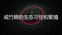 咸竹蜂的生態習性和繁殖方式解析，咸竹蜂的養殖技巧分享